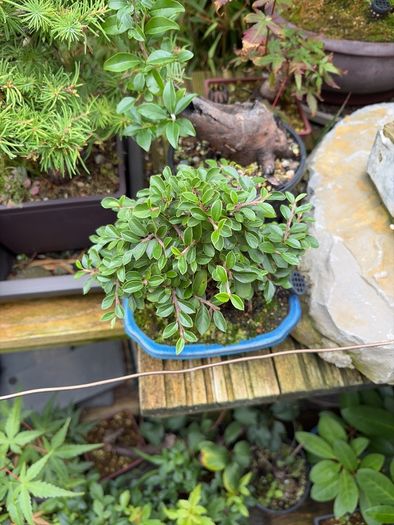 bonsai