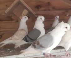 German Owls x3