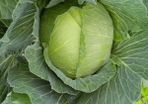 Cabbage 