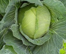 Cabbage "Brunswick" Seeds