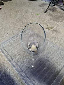 Candle