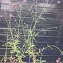 Purple flowering Verbena Image 2