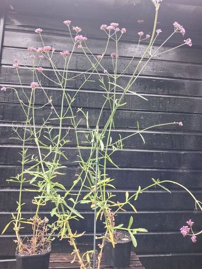 Purple flowering Verbena