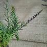2 Lineria purpurea + 1 chocolate mint + 1 lemon balm in a pot Image 4