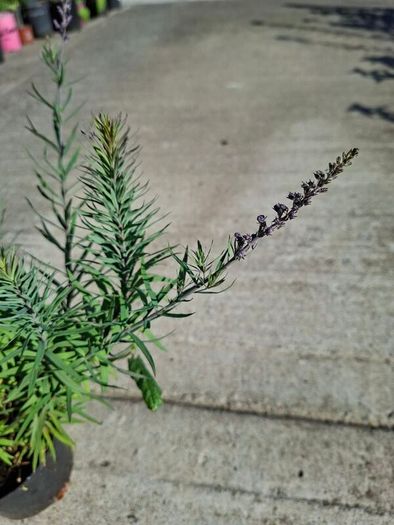 2 Lineria purpurea + 1 chocolate mint + 1 lemon balm in a pot