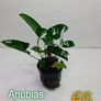 Anubias Selection. Image 9