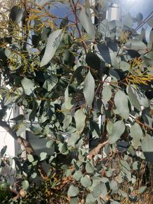 Eucalyptus Tree
