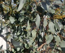 Eucalyptus Tree