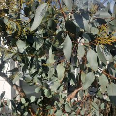 Eucalyptus Tree
