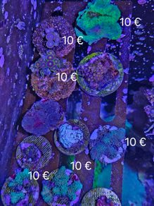 corals