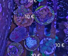 corals