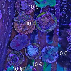 corals