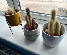 Cactus plants