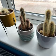 Cactus plants
