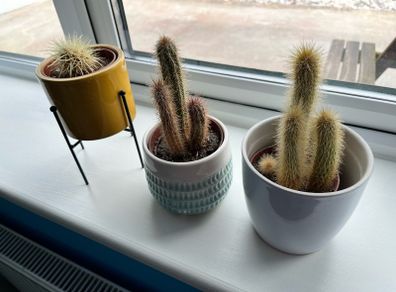 Cactus plants