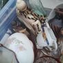 box of collectable Image 8