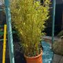 Bamboo Image 3