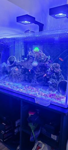 marine livestock