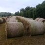 Small square bales of hay Image 4