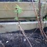 Raspberry canes Image 4