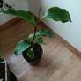 Canna indica Plant Image 2