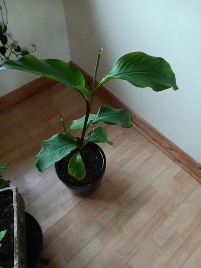 Canna indica Plant