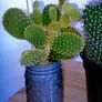 cactus plant, Buy one, get the second one for free Image 5