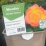 Rose Plant Image 5