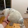 Fluffy stuffed toys Image 5