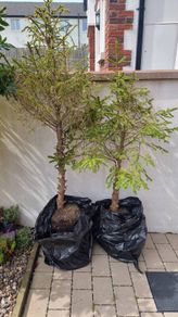 2 Tress (Norwegian Spruce)