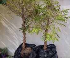 2 Tress (Norwegian Spruce)