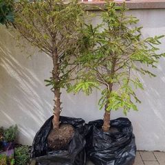 2 Tress (Norwegian Spruce)
