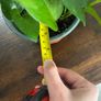 Golden pathos house plant Image 6