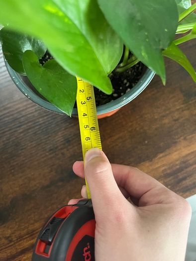 Golden pathos house plant