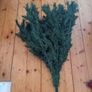 Christmas tree Image 3