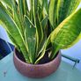 Sansevieria planter Image 4
