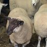 Fully Organic Speckled Face Ewe Lambs Image 5
