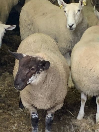 Fully Organic Speckled Face Ewe Lambs