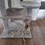 cat tree Image 2
