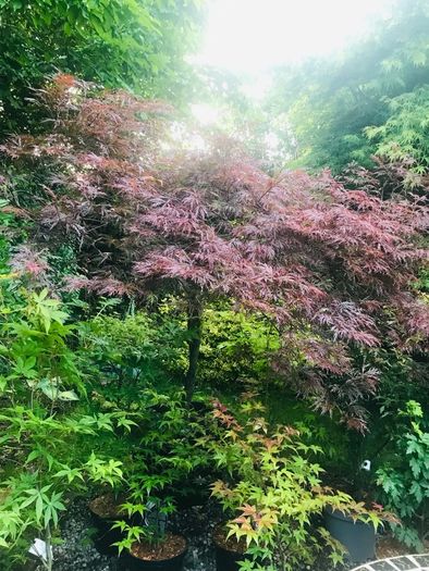 Japanese acers - wide selection
