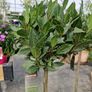 Bay tree Image 8