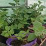 Physalis Seeds Image 9