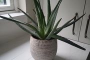 Aloe Vera planter