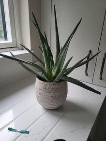 Aloe Vera planter