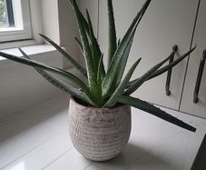 Aloe Vera planter