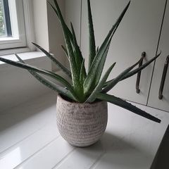 Aloe Vera planter