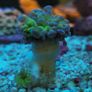 ghost 4 color hammer coral Image 5