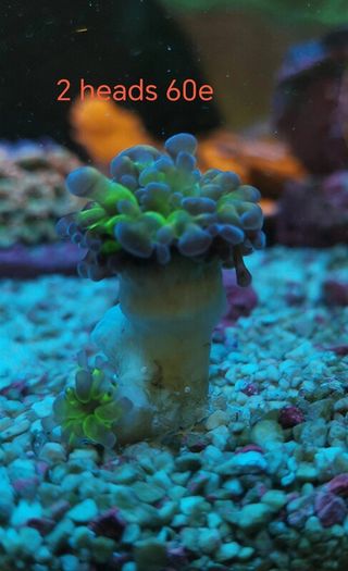 ghost 4 color hammer coral