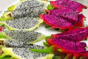 seeds. tropical and subtropical plant seeds