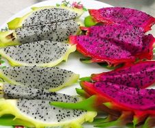 seeds. tropical and subtropical plant seeds